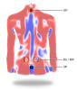 DIERS Formetric 4D (60 кадров)
